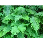 WildWoods: AGLOW – Fernbank Museum WildWoods: AGLOW – Fernbank Museum