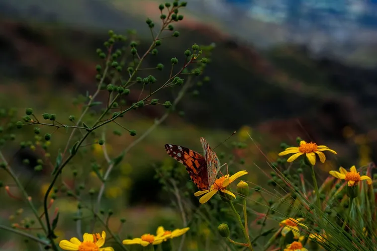 Exploring Nature: Drop-In Garden Tours – Atlanta Botanical Garden Exploring Nature: Drop-In Garden Tours – Atlanta Botanical Garden