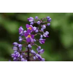 Craft Beer Celebration – Atlanta Botanical Garden Craft Beer Celebration – Atlanta Botanical Garden