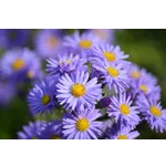 Discover Nature: Drop-In Garden Tours – Atlanta Botanical Garden Discover Nature: Drop-In Garden Tours – Atlanta Botanical Garden