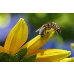 Decatur Legacy Park: A Celebration of Nature – Atlanta Botanical Garden Decatur Legacy Park: A Celebration of Nature – Atlanta Botanical Garden