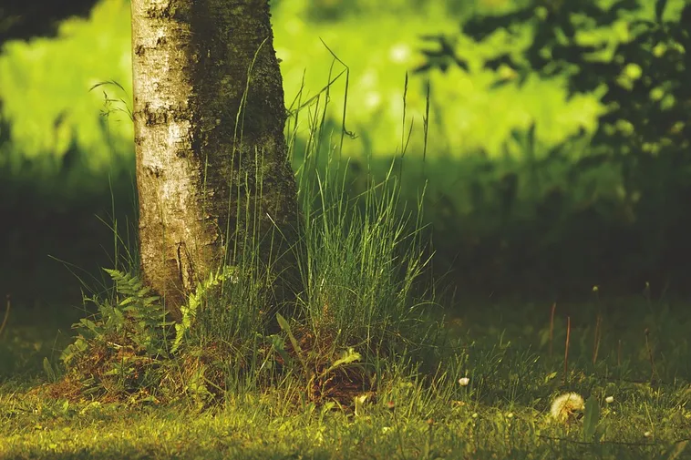 Sensory Morning Experience – Fernbank Museum Sensory Morning Experience – Fernbank Museum