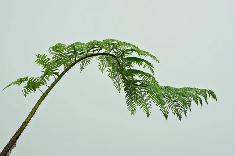 Fernbank After Dark: WildWoods AGLOW – Fernbank Museum Fernbank After Dark: WildWoods AGLOW – Fernbank Museum