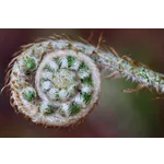 Discover the Wonders of Fernbank Forest at Fernbank Museum of Natural History! Discover the Wonders of Fernbank Forest at Fernbank Museum of Natural History!