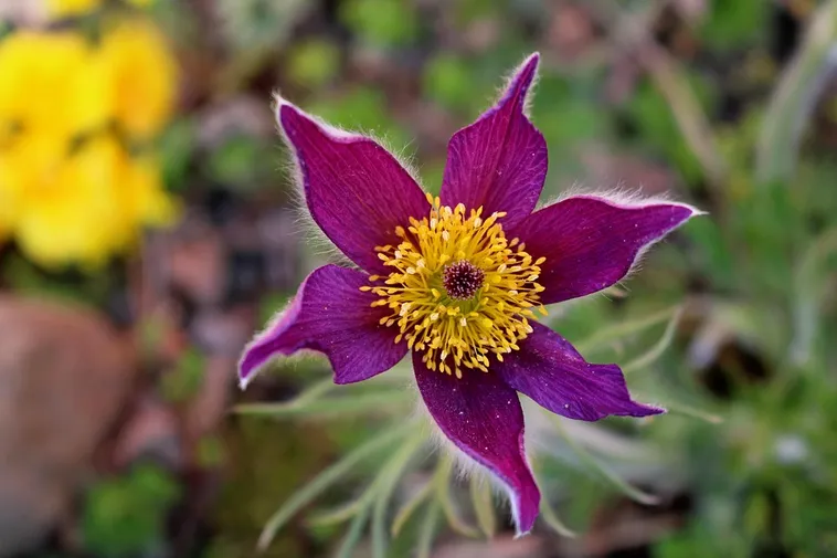 Garden Discoveries: Drop-In Tours – Atlanta Botanical Garden Garden Discoveries: Drop-In Tours – Atlanta Botanical Garden