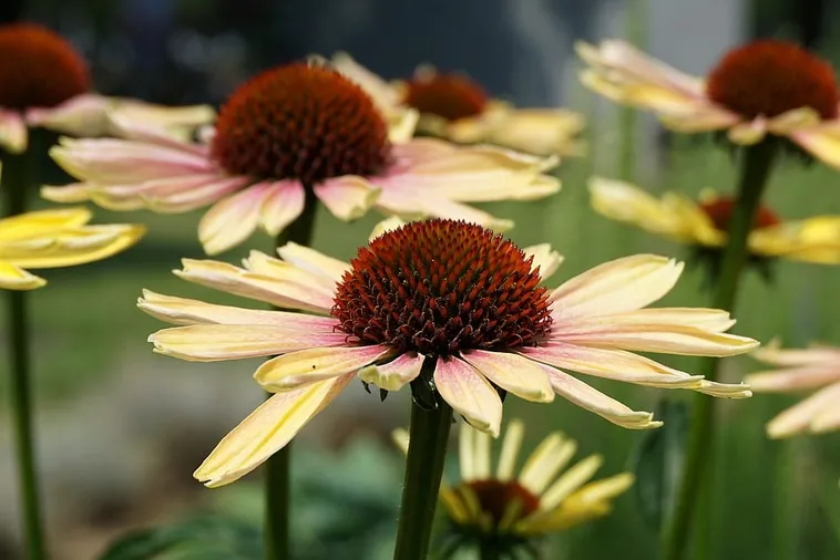 Kids’ Gardening Drop-In Activity – Atlanta Botanical Garden Kids’ Gardening Drop-In Activity – Atlanta Botanical Garden