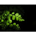 WildWoods: AGLOW – Fernbank Museum WildWoods: AGLOW – Fernbank Museum