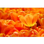 ECHO: A Wabi Sabi Experience – Atlanta Botanical Garden ECHO: A Wabi Sabi Experience – Atlanta Botanical Garden