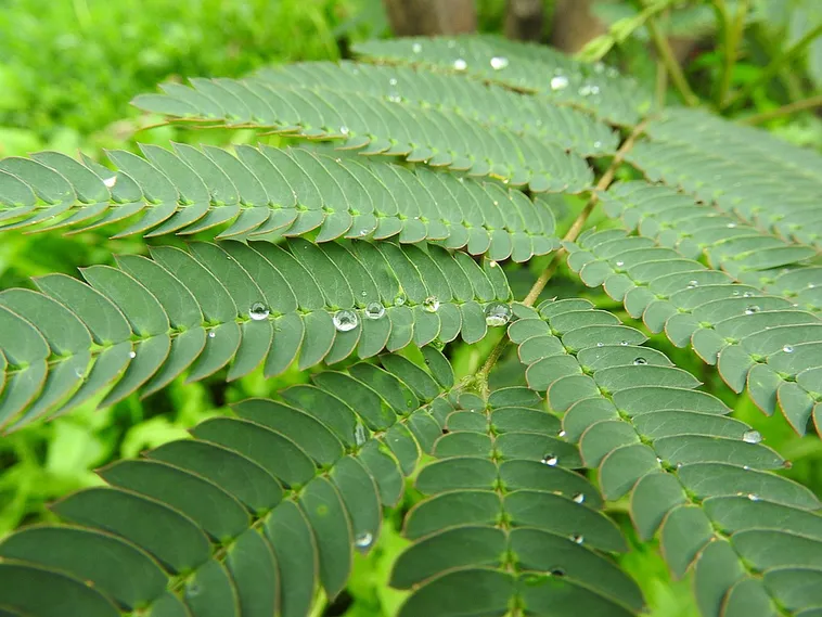 WildWoods: AGLOW – Fernbank Museum WildWoods: AGLOW – Fernbank Museum