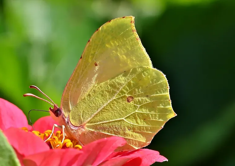 Exploring Nature: Drop-In Garden Tours – Atlanta Botanical Garden Exploring Nature: Drop-In Garden Tours – Atlanta Botanical Garden