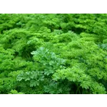 Frog Feeding Experience – Atlanta Botanical Garden Frog Feeding Experience – Atlanta Botanical Garden