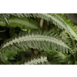 Exploring Ecosystems: Owl Pellet Shadowboxes – Fernbank Museum Exploring Ecosystems: Owl Pellet Shadowboxes – Fernbank Museum