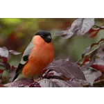Craft Beer Celebration – Atlanta Botanical Garden Craft Beer Celebration – Atlanta Botanical Garden