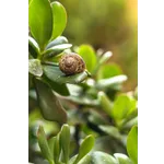 Explore the Beauty: Drop-In Garden Tours – Atlanta Botanical Garden Explore the Beauty: Drop-In Garden Tours – Atlanta Botanical Garden