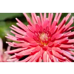 Explore the Gardens: Drop-In Tours – Atlanta Botanical Garden Explore the Gardens: Drop-In Tours – Atlanta Botanical Garden