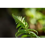Insect Discovery Day – Fernbank Museum Insect Discovery Day – Fernbank Museum