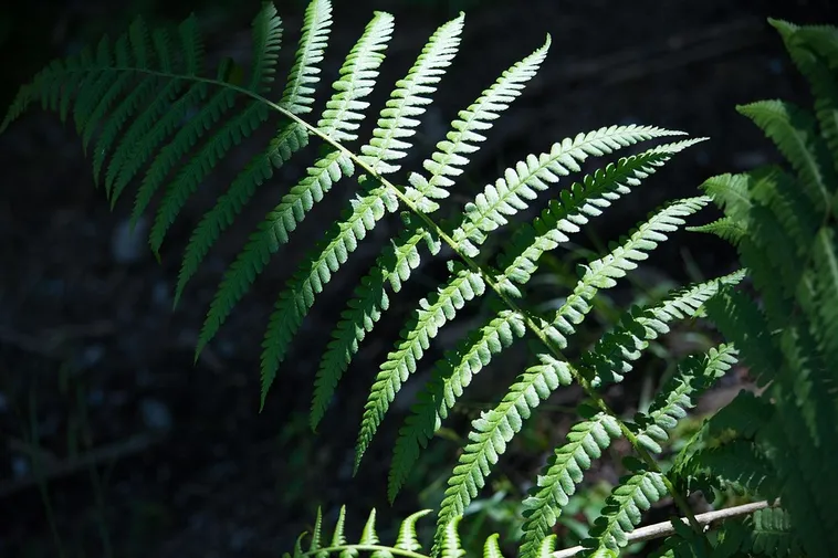 WildWoods: AGLOW – Fernbank Museum WildWoods: AGLOW – Fernbank Museum