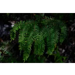 Discover the Wonders of the Cosmos at Fernbank’s Star Gallery! Discover the Wonders of the Cosmos at Fernbank’s Star Gallery!