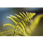 Exploring Excellence: Innovative Experiments at Fernbank Museum Exploring Excellence: Innovative Experiments at Fernbank Museum