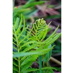 Roaring Into the Past: Explore Mesozoic Giants at Fernbank Museum! Roaring Into the Past: Explore Mesozoic Giants at Fernbank Museum!