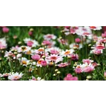 Explore the Gardens: Drop-In Tours – Atlanta Botanical Garden Explore the Gardens: Drop-In Tours – Atlanta Botanical Garden