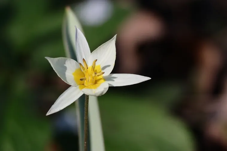 Exploring the Beauty of Google Maps – Atlanta Botanical Garden Exploring the Beauty of Google Maps – Atlanta Botanical Garden