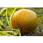 Smartphone Flower Photography Workshop – Atlanta Botanical Garden Smartphone Flower Photography Workshop – Atlanta Botanical Garden