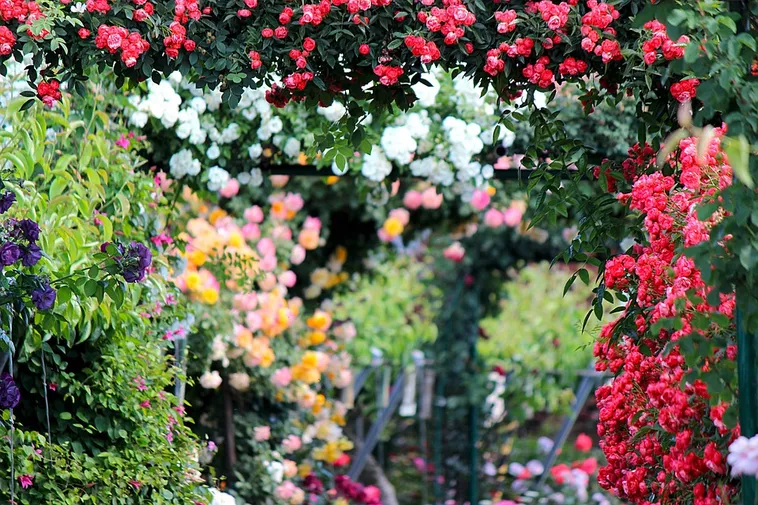 Chinese Watercolor: Celebrating Roses – Atlanta Botanical Garden Chinese Watercolor: Celebrating Roses – Atlanta Botanical Garden