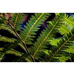 Teen Forest Lab: Insects – Fernbank Museum Teen Forest Lab: Insects – Fernbank Museum