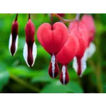 Explore the Beauty: Drop-In Garden Tours – Atlanta Botanical Garden Explore the Beauty: Drop-In Garden Tours – Atlanta Botanical Garden