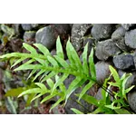 Chill Out at Planet Ice: An Enchanting Experience at Fernbank Museum! Chill Out at Planet Ice: An Enchanting Experience at Fernbank Museum!