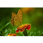 Exploring Nature: Drop-In Garden Tours – Atlanta Botanical Garden Exploring Nature: Drop-In Garden Tours – Atlanta Botanical Garden