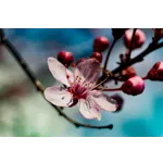 Intermediate Tai Chi: Quarter II – Atlanta Botanical Garden Intermediate Tai Chi: Quarter II – Atlanta Botanical Garden