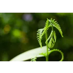 Sunrise Trails: Morning Hikes – Fernbank Museum Sunrise Trails: Morning Hikes – Fernbank Museum