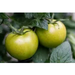 Guided Garden Exploration – Atlanta Botanical Garden Guided Garden Exploration – Atlanta Botanical Garden