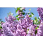 Guided Garden Explorations – Atlanta Botanical Garden Guided Garden Explorations – Atlanta Botanical Garden