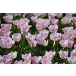 Playful Explorations in Nature – Atlanta Botanical Garden Playful Explorations in Nature – Atlanta Botanical Garden