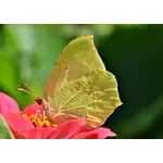 Exploring Nature: Drop-In Garden Tours – Atlanta Botanical Garden Exploring Nature: Drop-In Garden Tours – Atlanta Botanical Garden