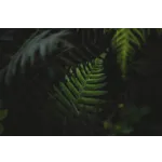 Roar into Adventure at Fernbank’s Dinosaur Plaza! Roar into Adventure at Fernbank’s Dinosaur Plaza!