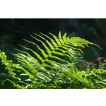 Sensory Exploration Morning – Fernbank Museum Sensory Exploration Morning – Fernbank Museum