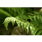 Owl Pellet Shadowboxes Workshop – Fernbank Museum Owl Pellet Shadowboxes Workshop – Fernbank Museum