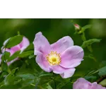 Explore the Beauty of Nature: Drop-In Garden Tours – Atlanta Botanical Garden Explore the Beauty of Nature: Drop-In Garden Tours – Atlanta Botanical Garden