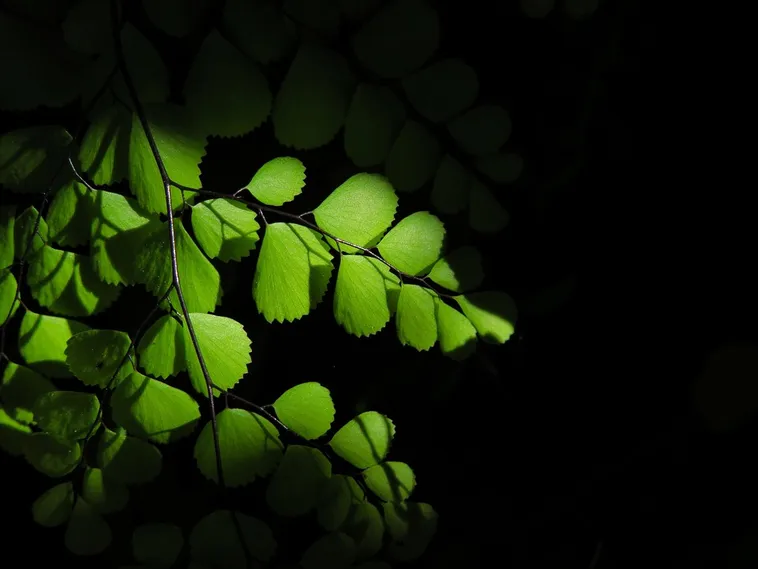 WildWoods: AGLOW – Fernbank Museum WildWoods: AGLOW – Fernbank Museum