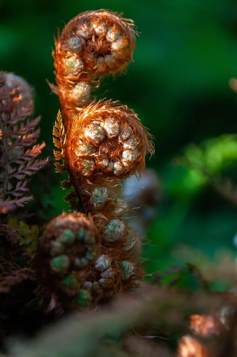 Fernbank After Dark: Aglow in WildWoods – Fernbank Museum Fernbank After Dark: Aglow in WildWoods – Fernbank Museum