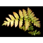 Dino Halloween Celebration – Fernbank Museum Dino Halloween Celebration – Fernbank Museum