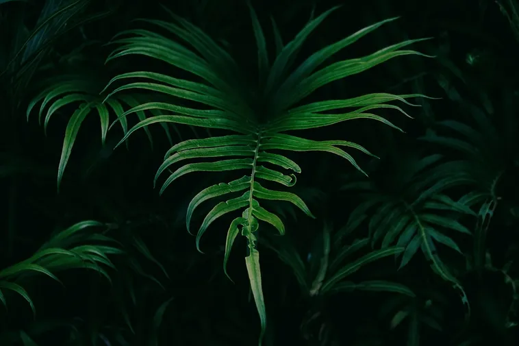 Bugs Uncovered: Explore the Fascinating World of Insects – Fernbank Museum Bugs Uncovered: Explore the Fascinating World of Insects – Fernbank Museum