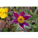 Garden Discoveries: Drop-In Tours – Atlanta Botanical Garden Garden Discoveries: Drop-In Tours – Atlanta Botanical Garden