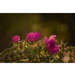 Family Frog Feeding Experience – Atlanta Botanical Garden Family Frog Feeding Experience – Atlanta Botanical Garden