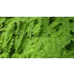 WildWoods: Aglow – Fernbank Museum WildWoods: Aglow – Fernbank Museum