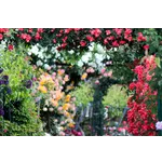 Chinese Watercolor: Celebrating Roses – Atlanta Botanical Garden Chinese Watercolor: Celebrating Roses – Atlanta Botanical Garden